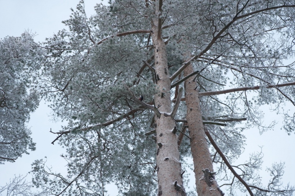 В Ленобласти каршеринговый автомобиль перевернулся на кладбище и оказался на могиле